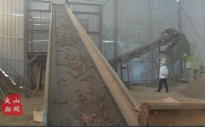 在廣南縣那灑鎮(zhèn)生物質顆粒燃料加工廠，粉碎機、輸送帶、木屑造粒機呈流水線作業(yè)，將桔桿、枯木等可燃材料加工成顆粒狀成品對外出售.jpg